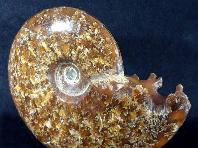 Cleoniceras (Grycia) cf. besairiei COLLIGNON 1949 - Bild © FossNet FossilienStore